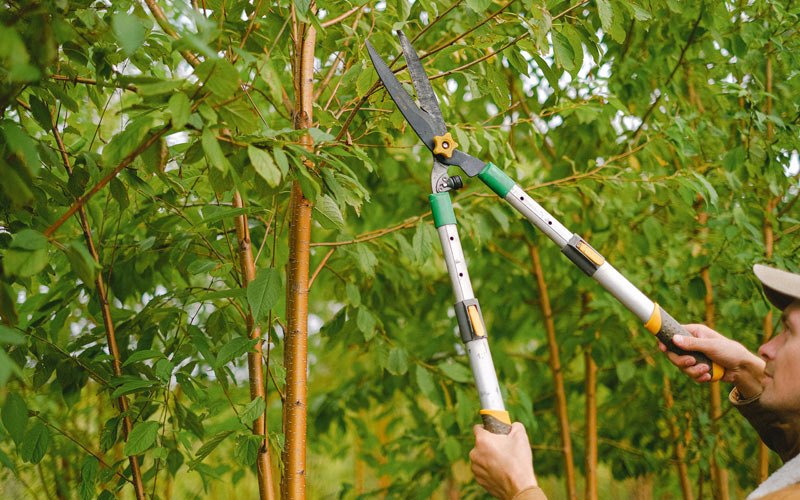 Tree trimming in Osburn, ID